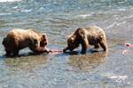 3-2-bears-tearing-salmon-alaska-2007_sm