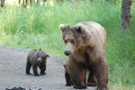 6-Bear-2-cubs-alaska-2007_sm