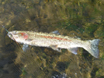 8-rainbow-trout-25-inch-Alaska-2007_sm
