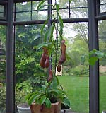 pitcher-plant