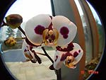 Cons-white-pur-phal