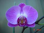 Conserv-phalen-purple