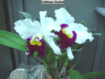 DSC02072-01-01_sm