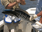 Pan-Wahoo_sm