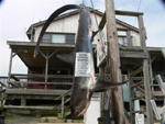 Shark-hang