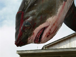 Shark_Head