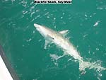 blk-fin-shark