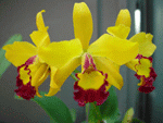 cons-3-yellow_sm