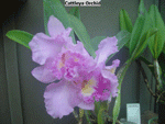 cons-doub-purple_sm