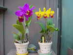 cons-purp-yellow_sm