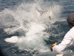 marlin-trashing_sm