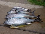 mont-tuna-line-01-01-01-02