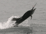 pan-sail-jump_sm